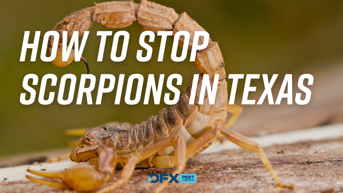 Scorpions in Texas: What Brings Them In & How to Stop It